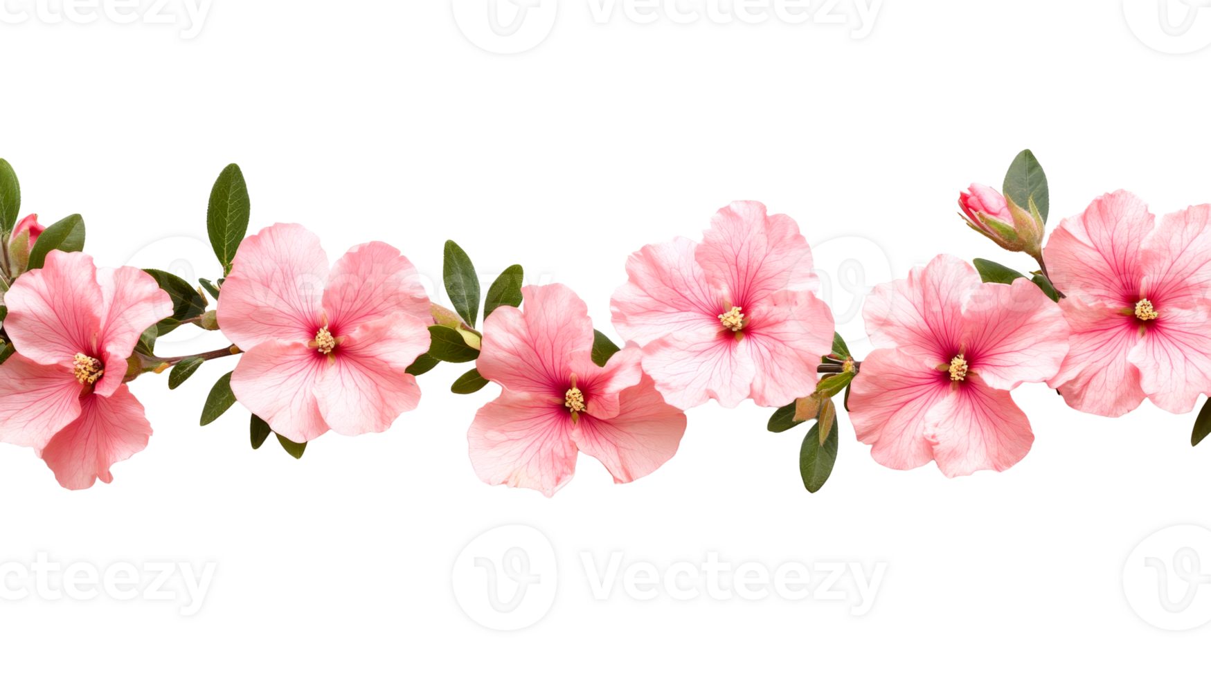 Delicate pink blooms against black background, flower design element, cut out transparent png