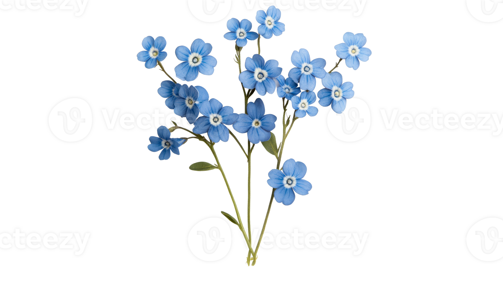 Forget-me-not flower branch blooms in close-up, isolated on black, cut out transparent png