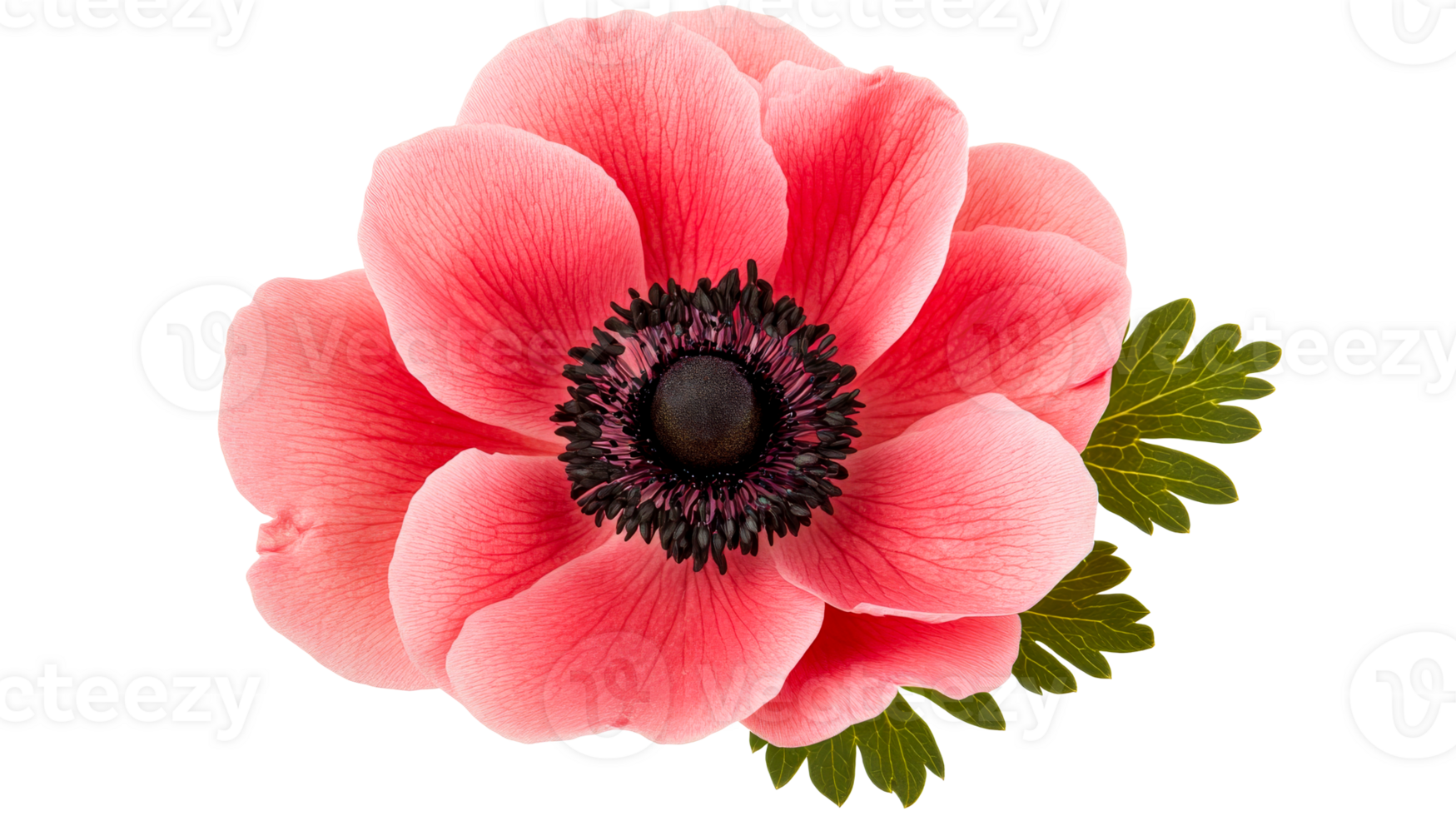 Elegant anemone with black center and pink petals, cut out transparent png