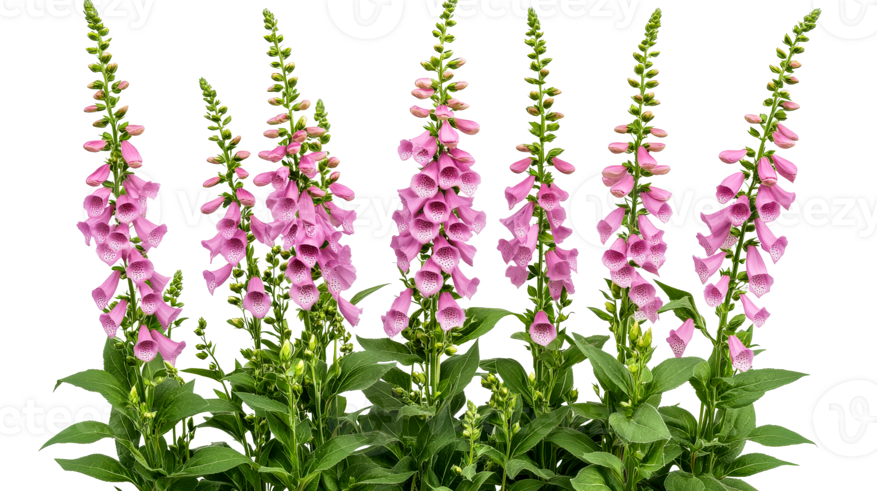 Pink foxglove inflorescence, digitalis in bloom, spotted throat detail, cut out transparent png