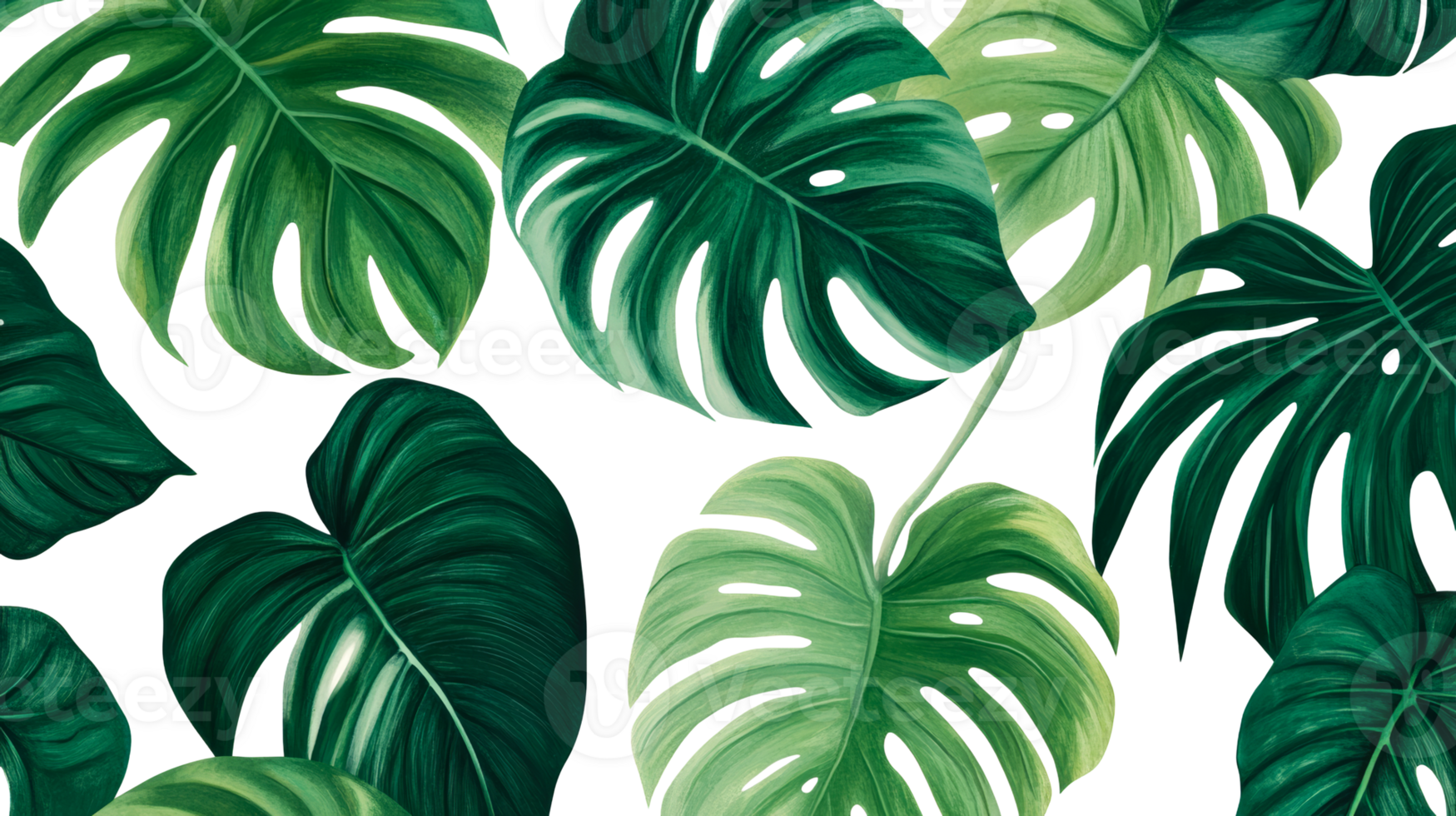 Monstera leaves, green foliage, nature background, tropical, cut out transparent png