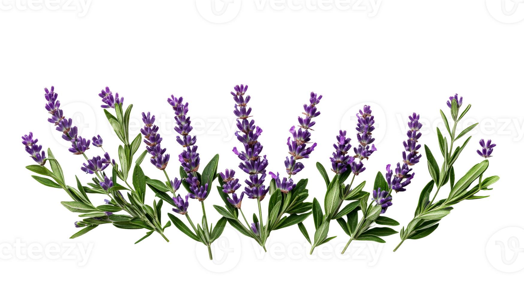 Lavender floral arrangement on black background, cut out transparent png