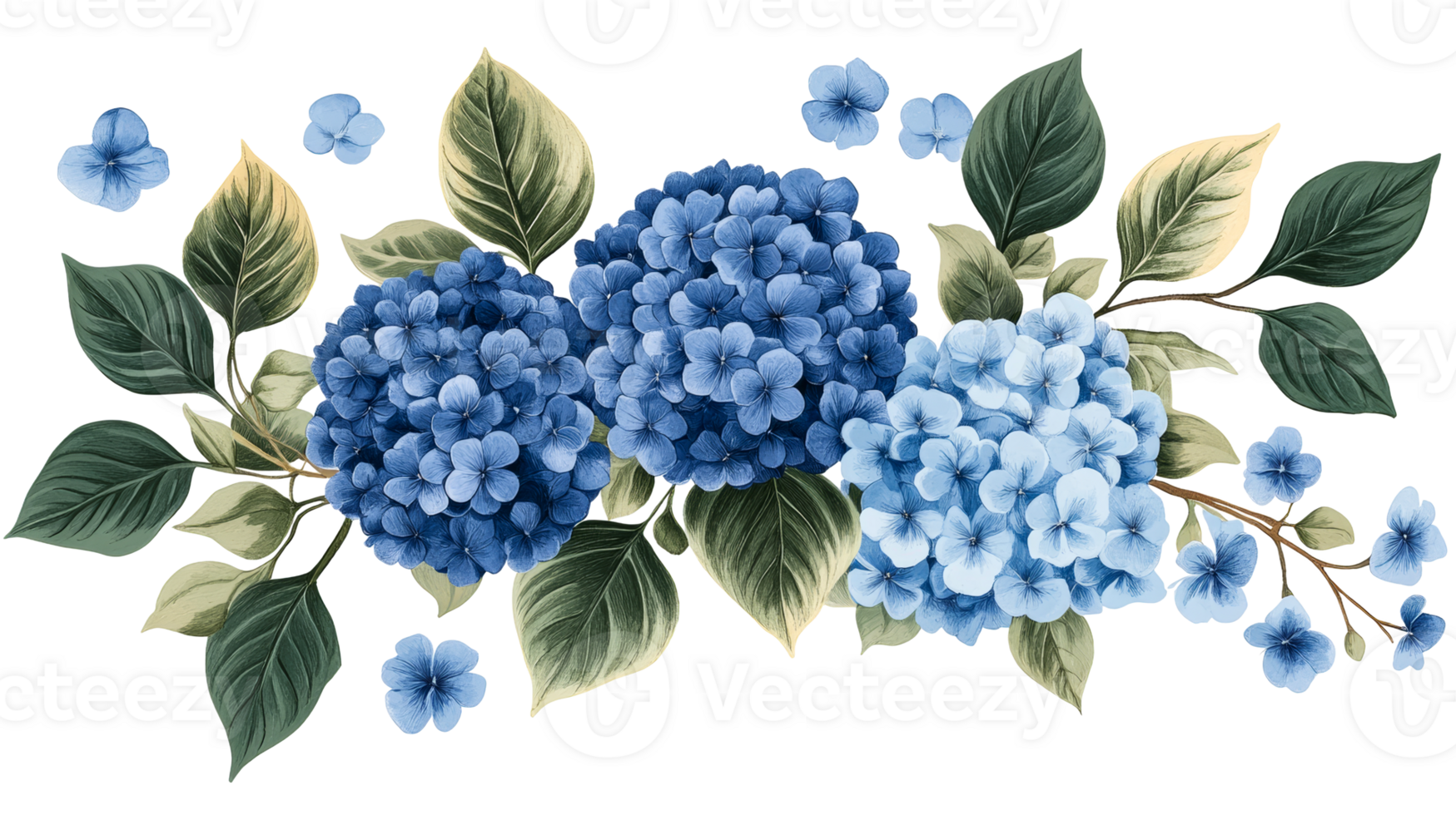 Blue hydrangeas floral arrangement, botanical illustration, elegant, cut out transparent png