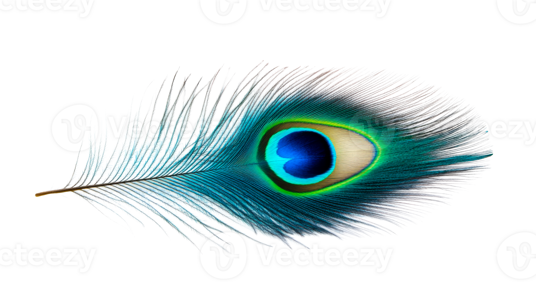 Vibrant Peacock Feather on Black Background, Cut Out Transparent png