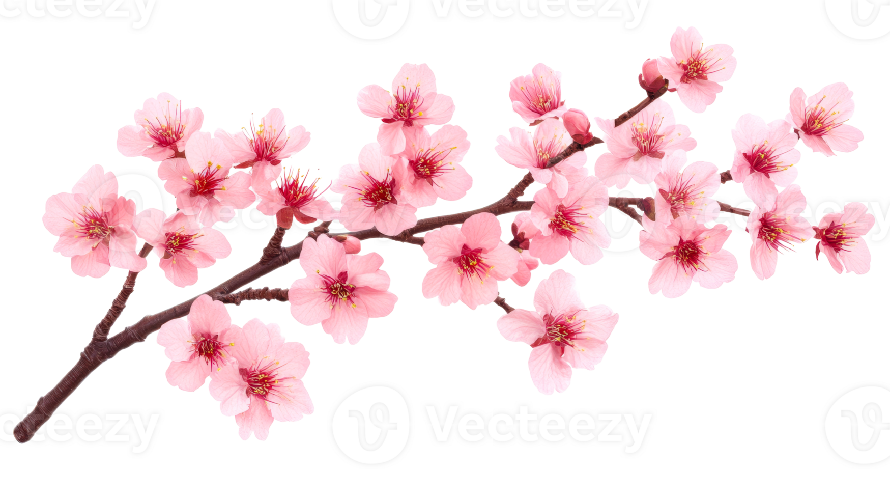 Blooming Cherry Branch with Pink Flowers, Isolated, cut out transparent png