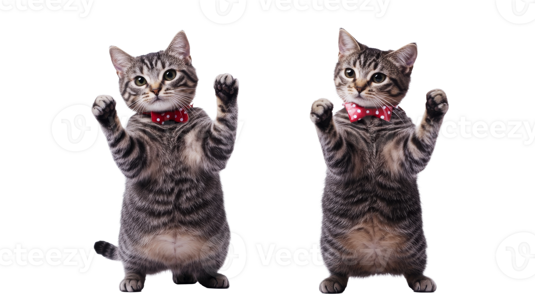 Playful Tabby Kittens Standing on Hind Legs with Bow Ties, cut out transparent png