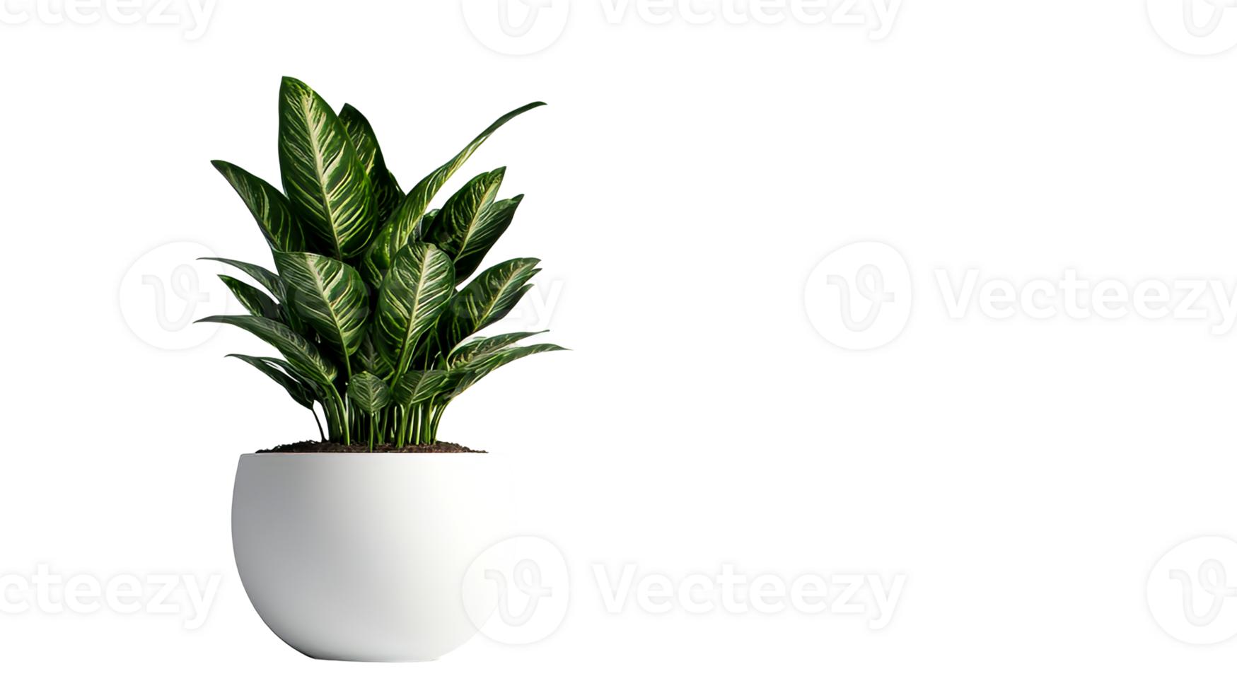 Aglaonema plant in a white pot, isolated on black background, cut out transparent png