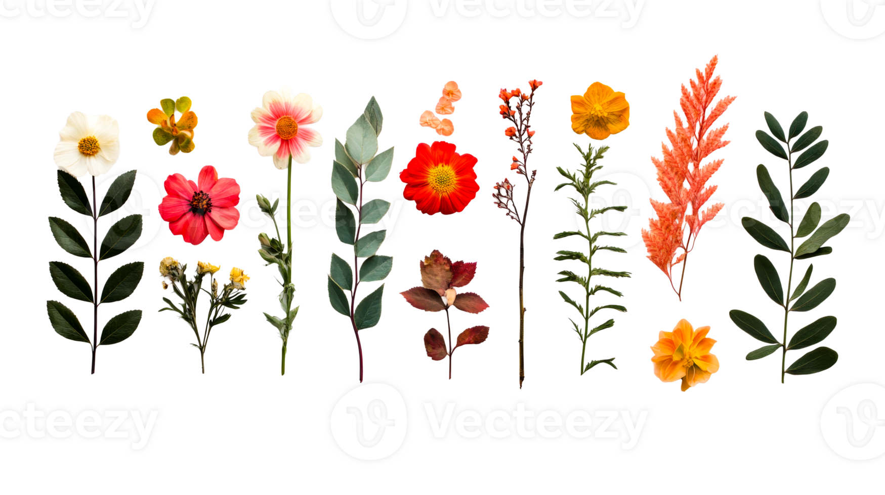 Flowers and plants on black backdrop, natural beauty , cut out transparent png