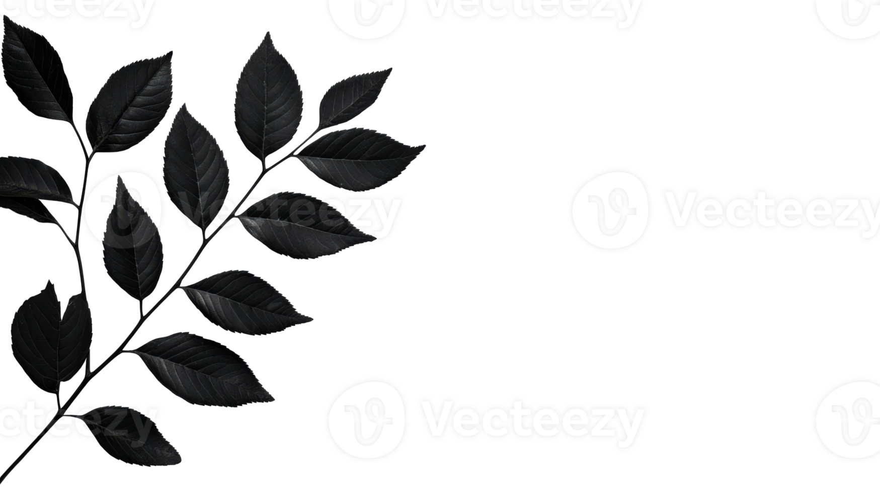 Black leaves on a branch, monochromatic leaf pattern, cut out transparent png