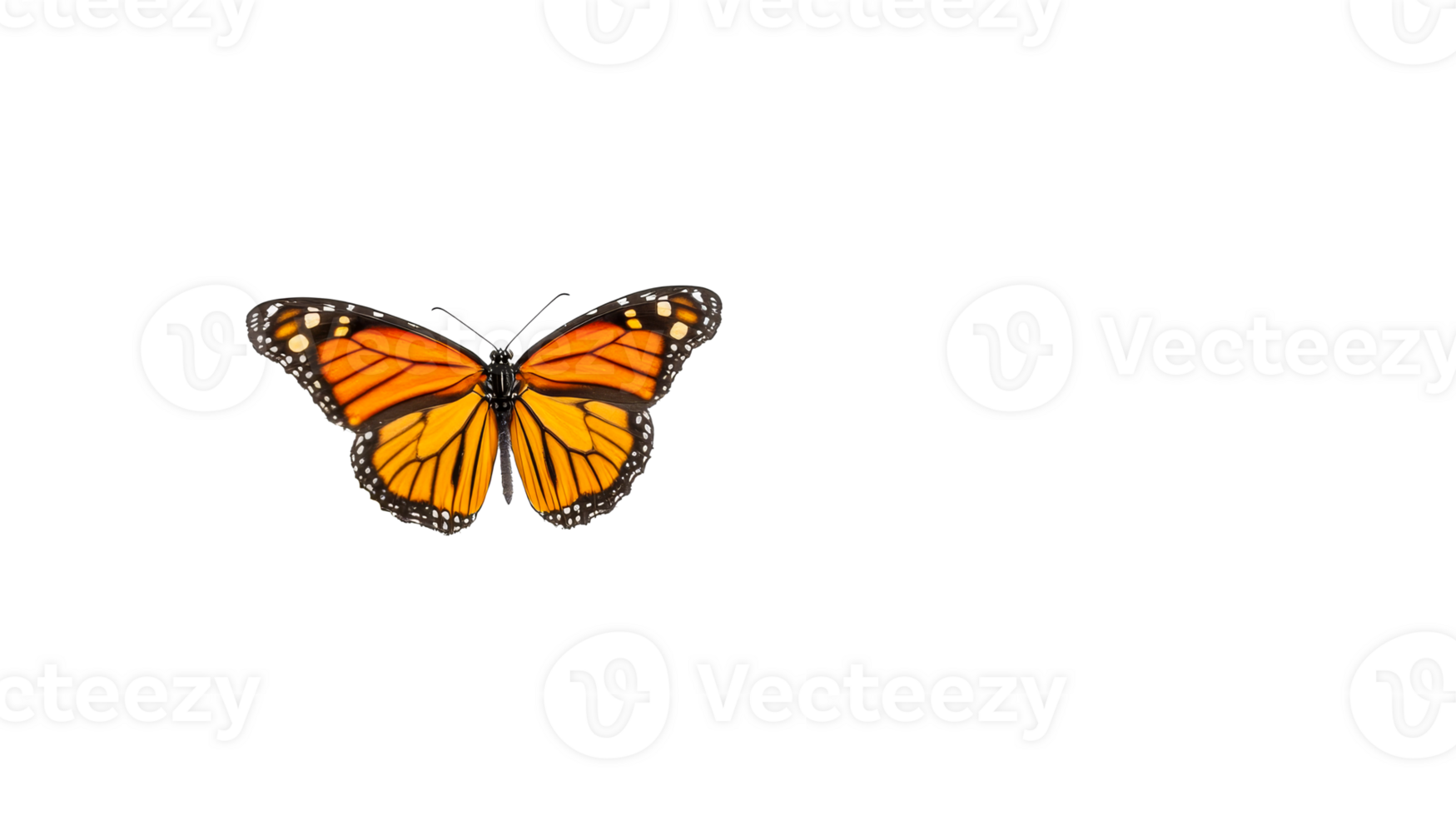 Monarch butterfly with bright wings, close up studio shot , cut out transparent png