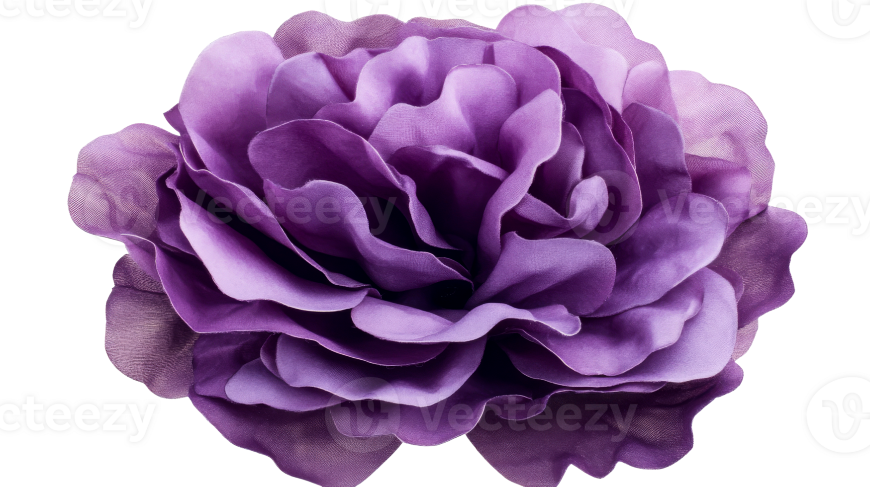 Purple rose with many petals in full bloom, cut out transparent png