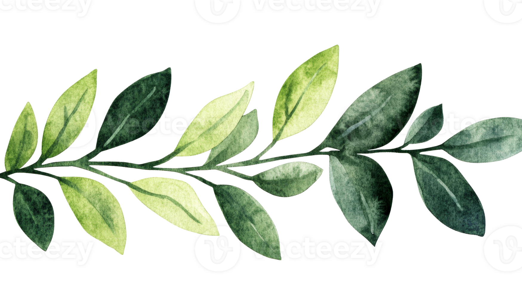 Watercolor botanical illustration of leaf sprig, cut out transparent png