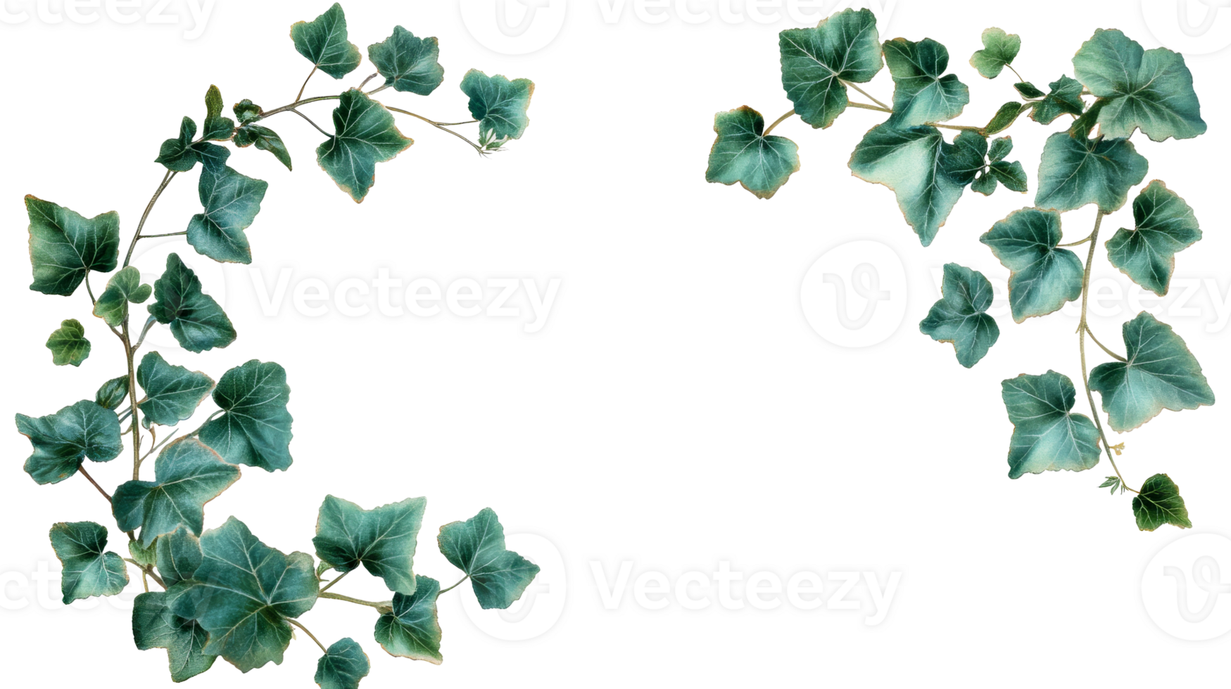 Ivy leaves, branches on a black background forming a border, cut out transparent png