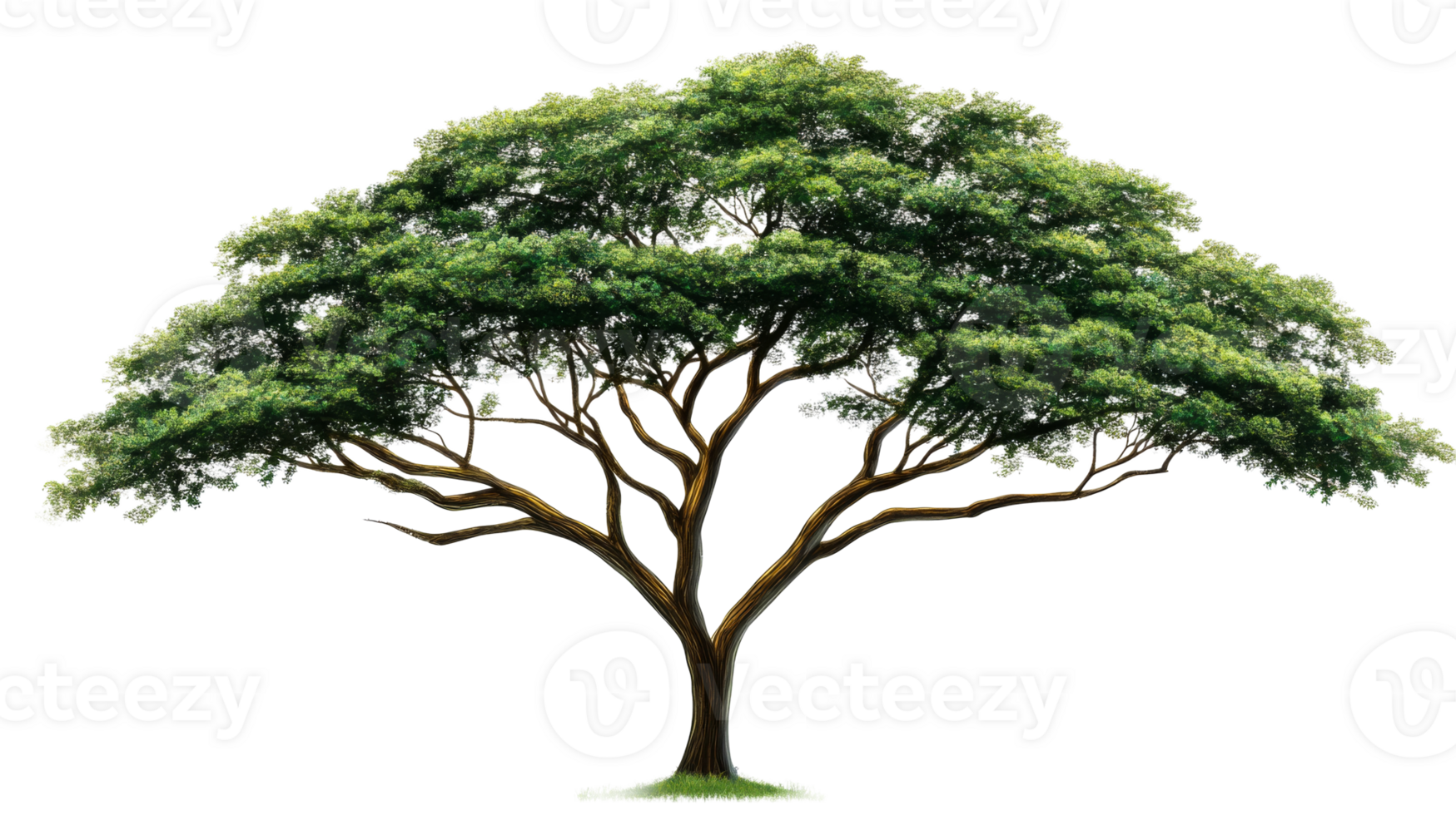 Large green tree with expansive canopy on transparent background png