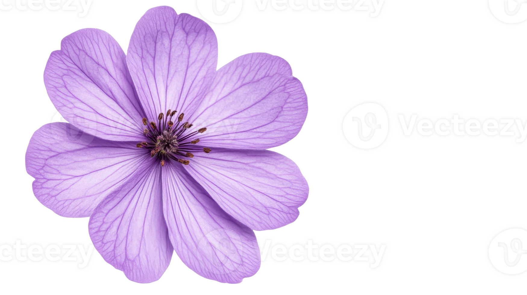 Purple flower with delicate petals on a transparent background png