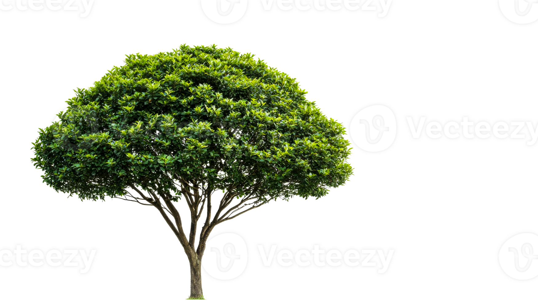 Large green tree with vibrant leaves on a clear background png