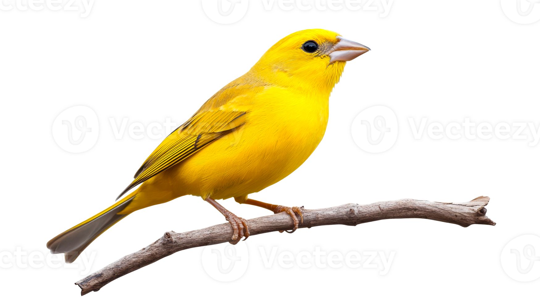 Yellow Canary perches on a branch, detailed plumage , cut out transparent png