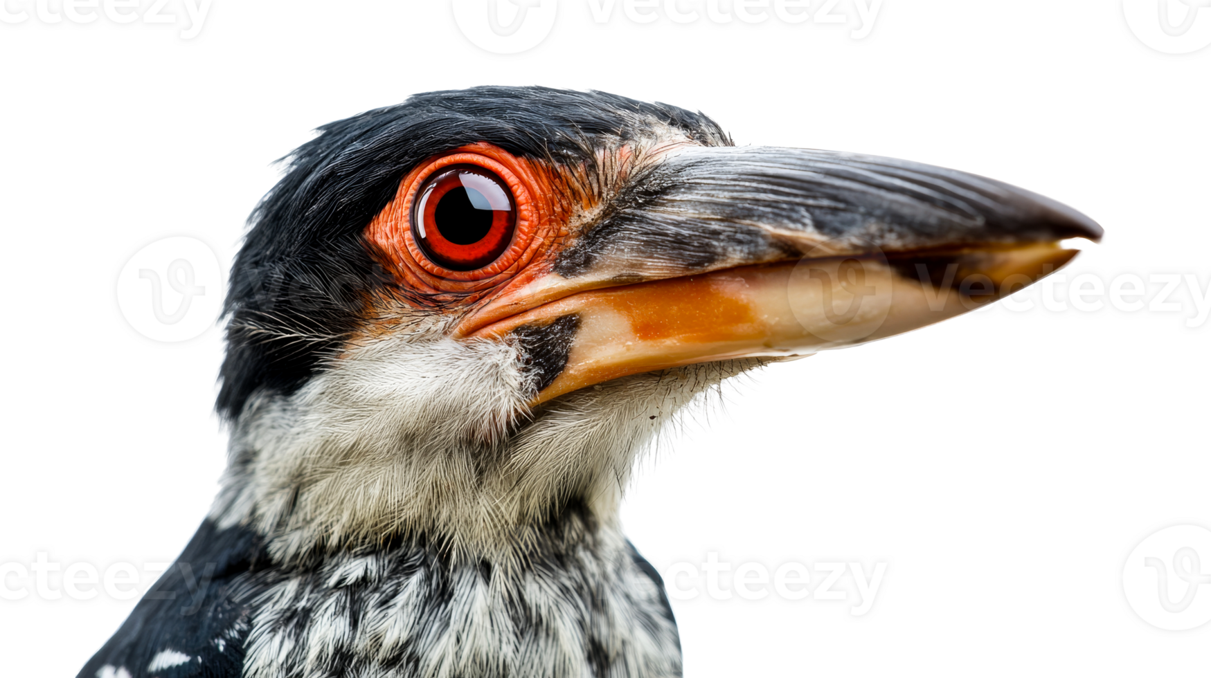 Barbet bird portrait on black backdrop, isolated profile, cut out transparent png