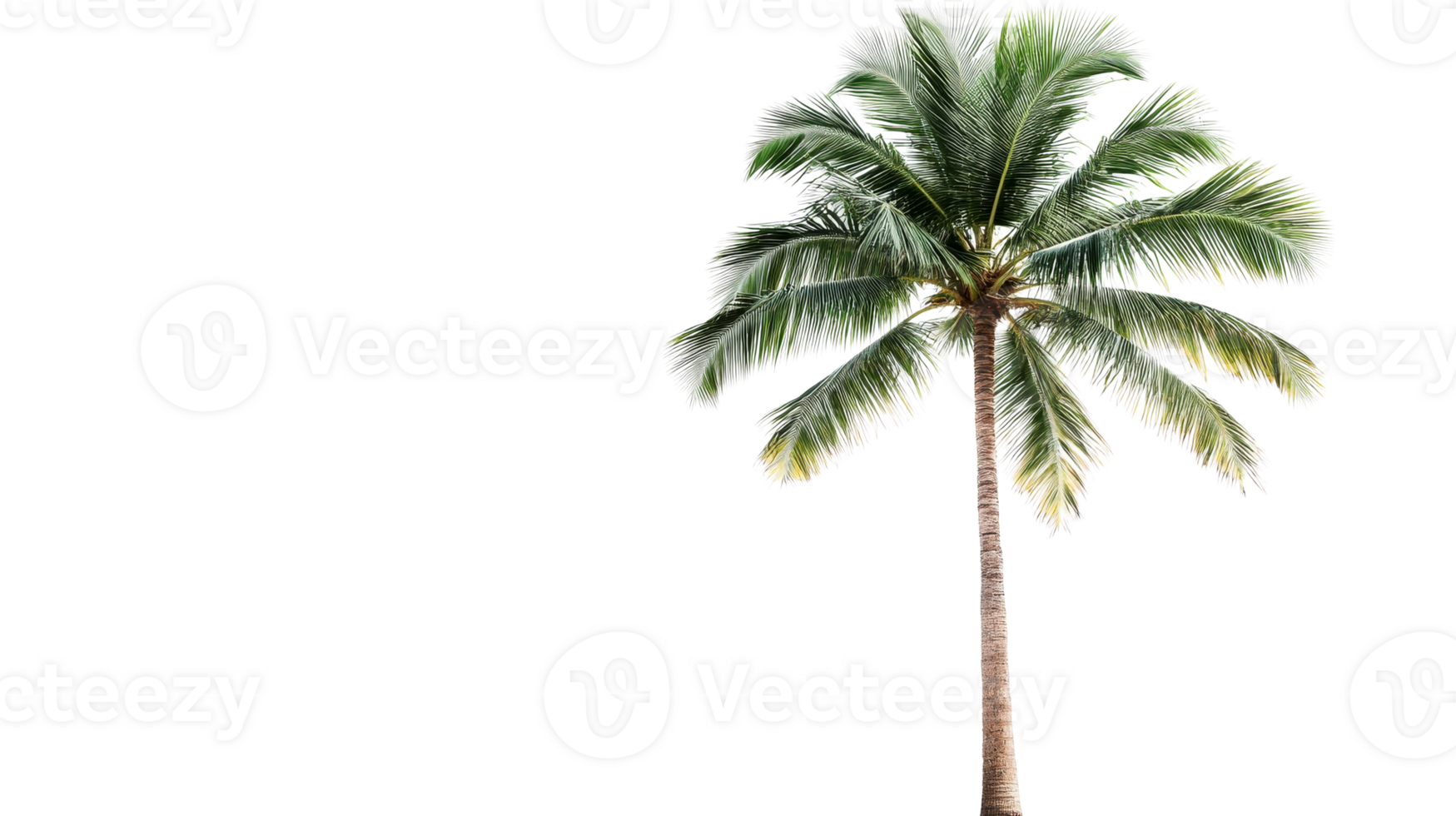 Tropical Coconut Tree with Lush Green Fronds, cut out transparent png