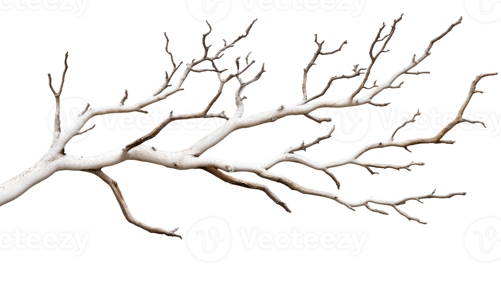 Dry branch isolated on transparent background, nature , cut out transparent png
