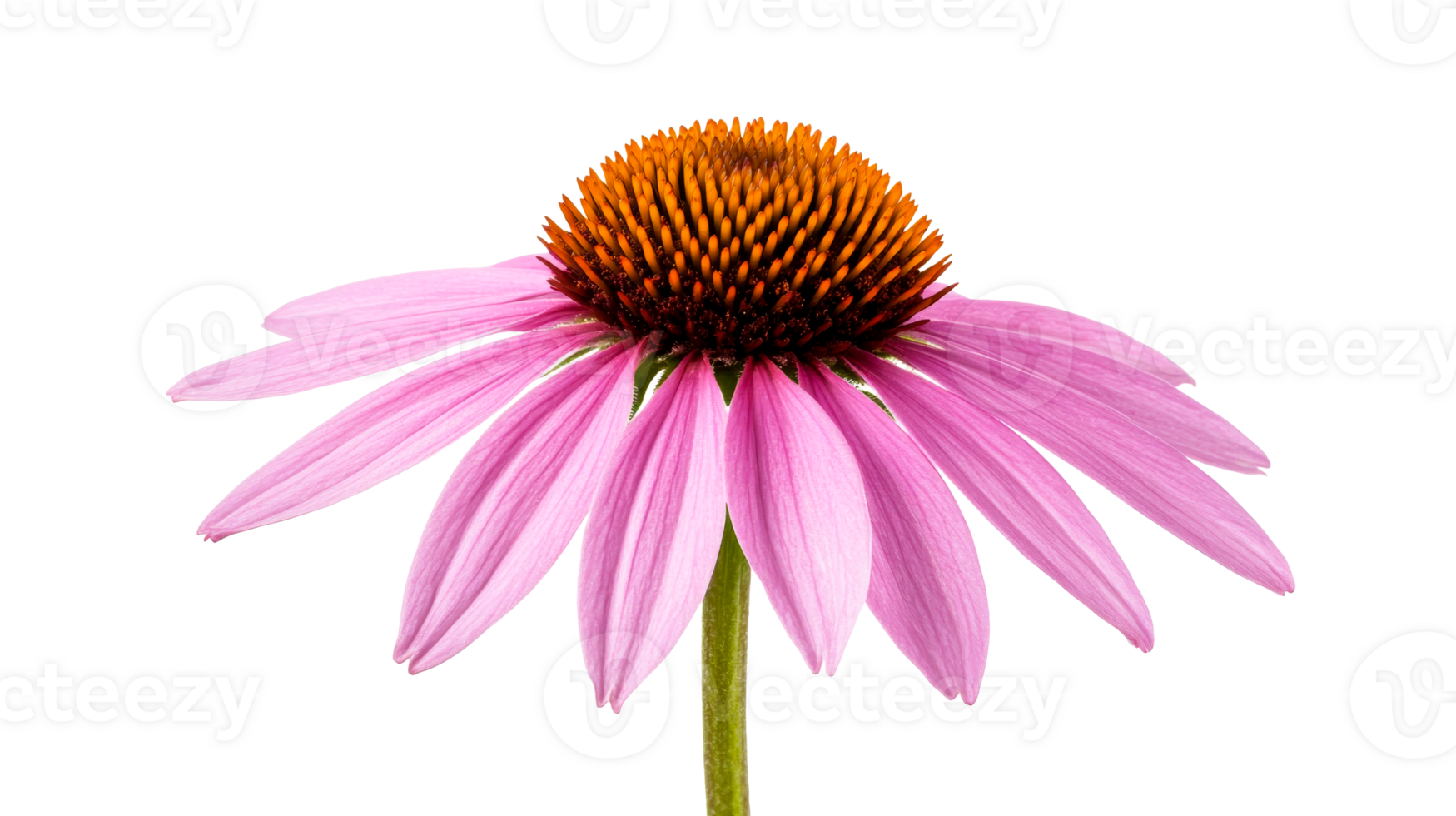 Echinacea flower with pink petals and cone, cut out transparent png