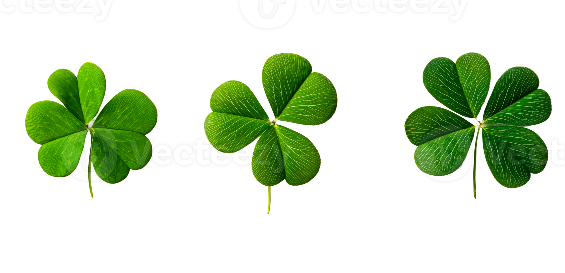Lucky clover leaves on a black background, cut out transparent png
