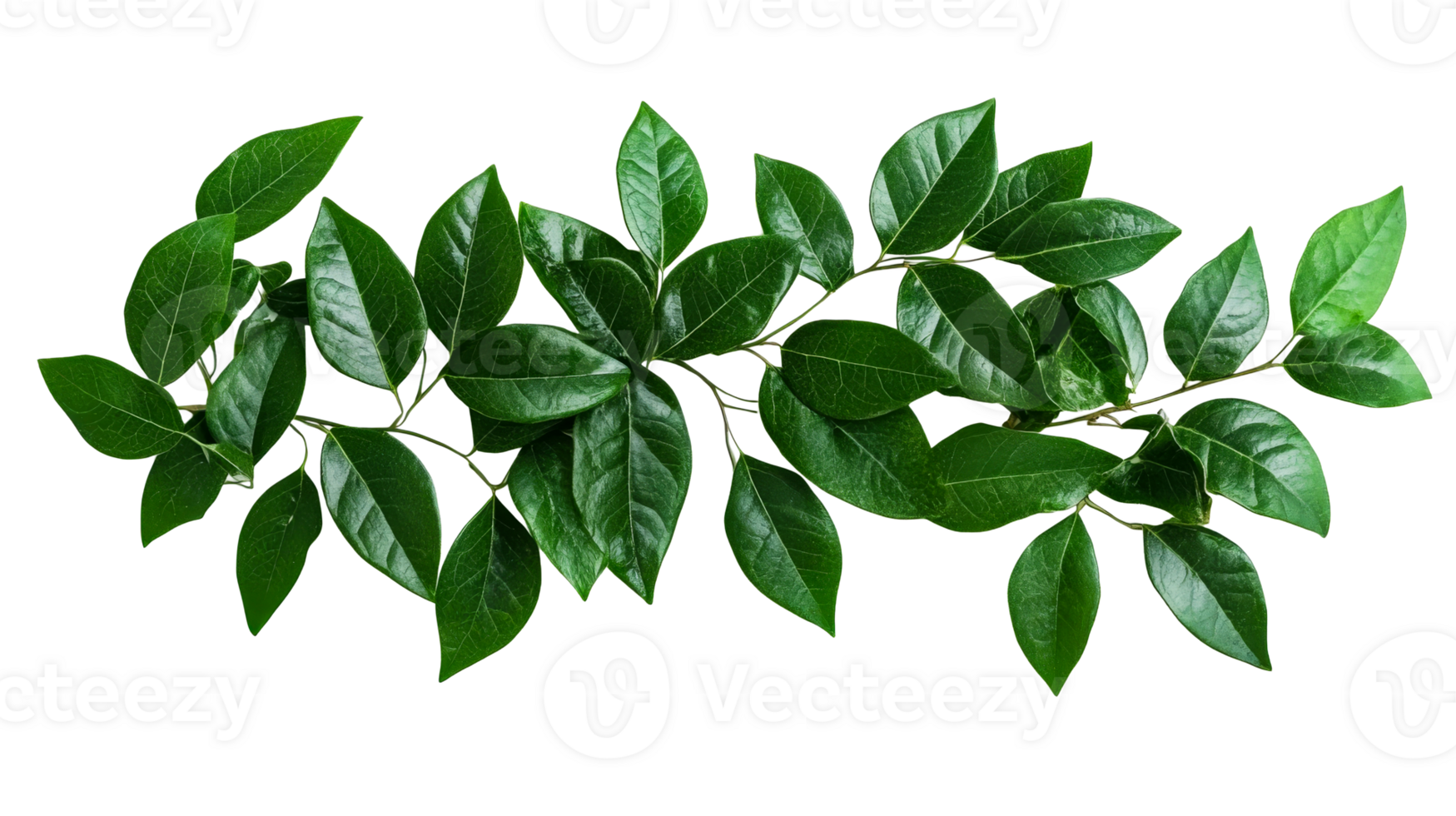Fresh green leaves branch on a black background, foliage, cut out transparent png