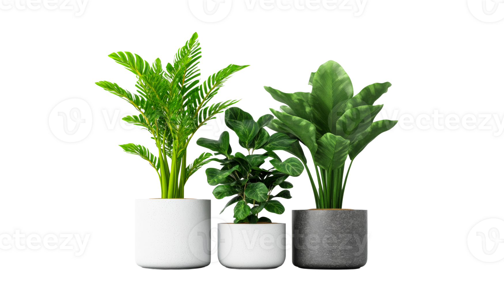 Three decorative houseplants in pots on black, cut out transparent png