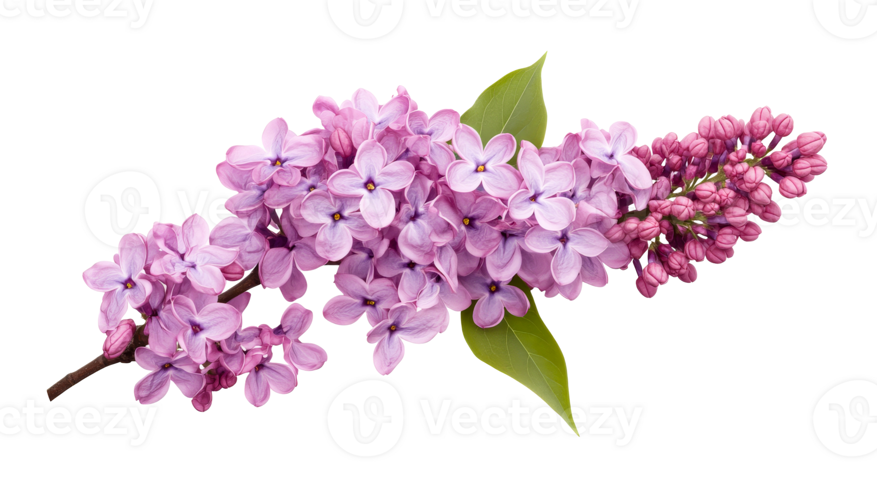 Lilac flower blooming sprig, isolated, on black background, cut out transparent png