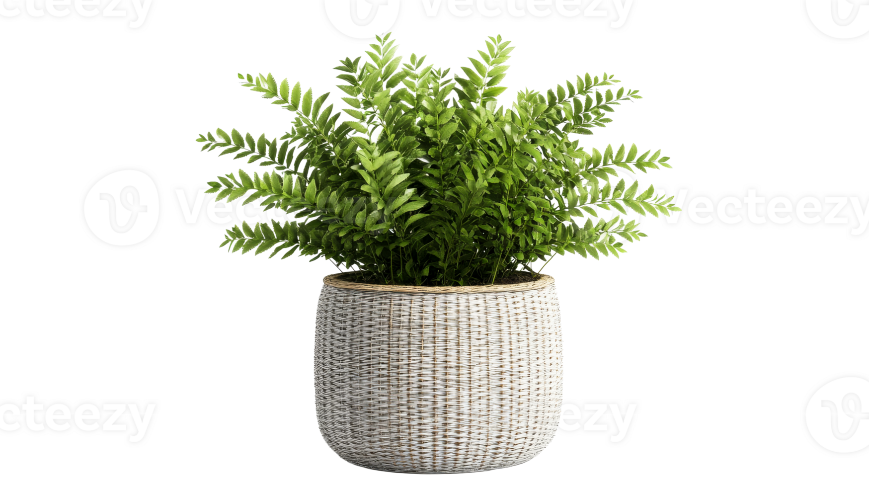 Fresh green fern in basket pot, plant decor, isolated, cut out transparent png