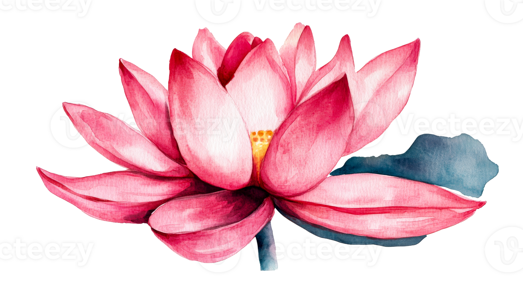 Watercolor pink lotus flower with yellow pistils, close-up , cut out transparent png