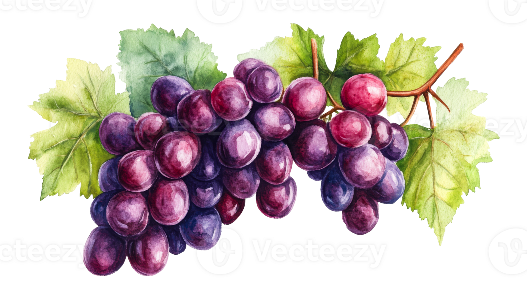 Ripe grape watercolor isolated, dark grapes with leaves, cut out transparent png