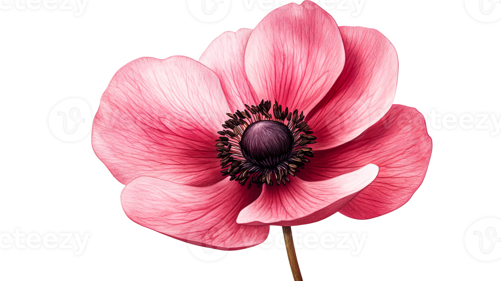 Detailed Anemone flower with textured petals in pink color , cut out transparent png