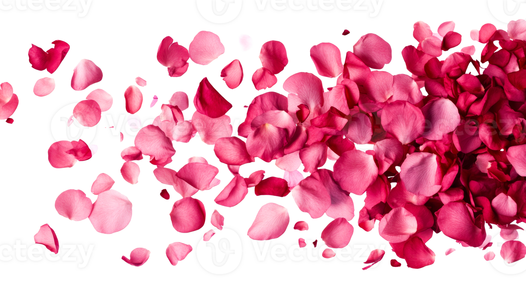 Rose petals, pink blossoms design decoration, romantic floral background, cut out transparent png