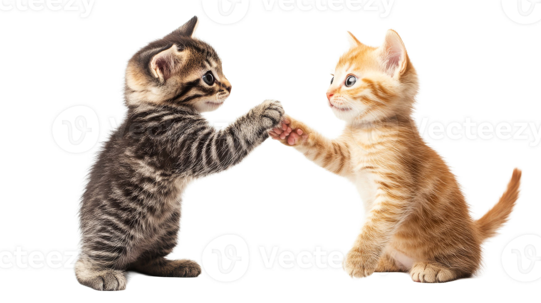 Two playful kittens high-fiving each other affectionately, cut out transparent png