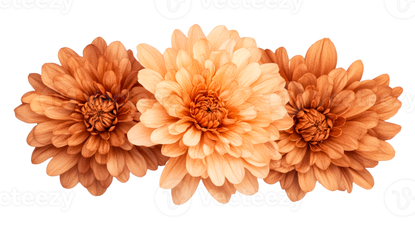 Dahlia flowers in various orange shades, black background, cut out transparent png