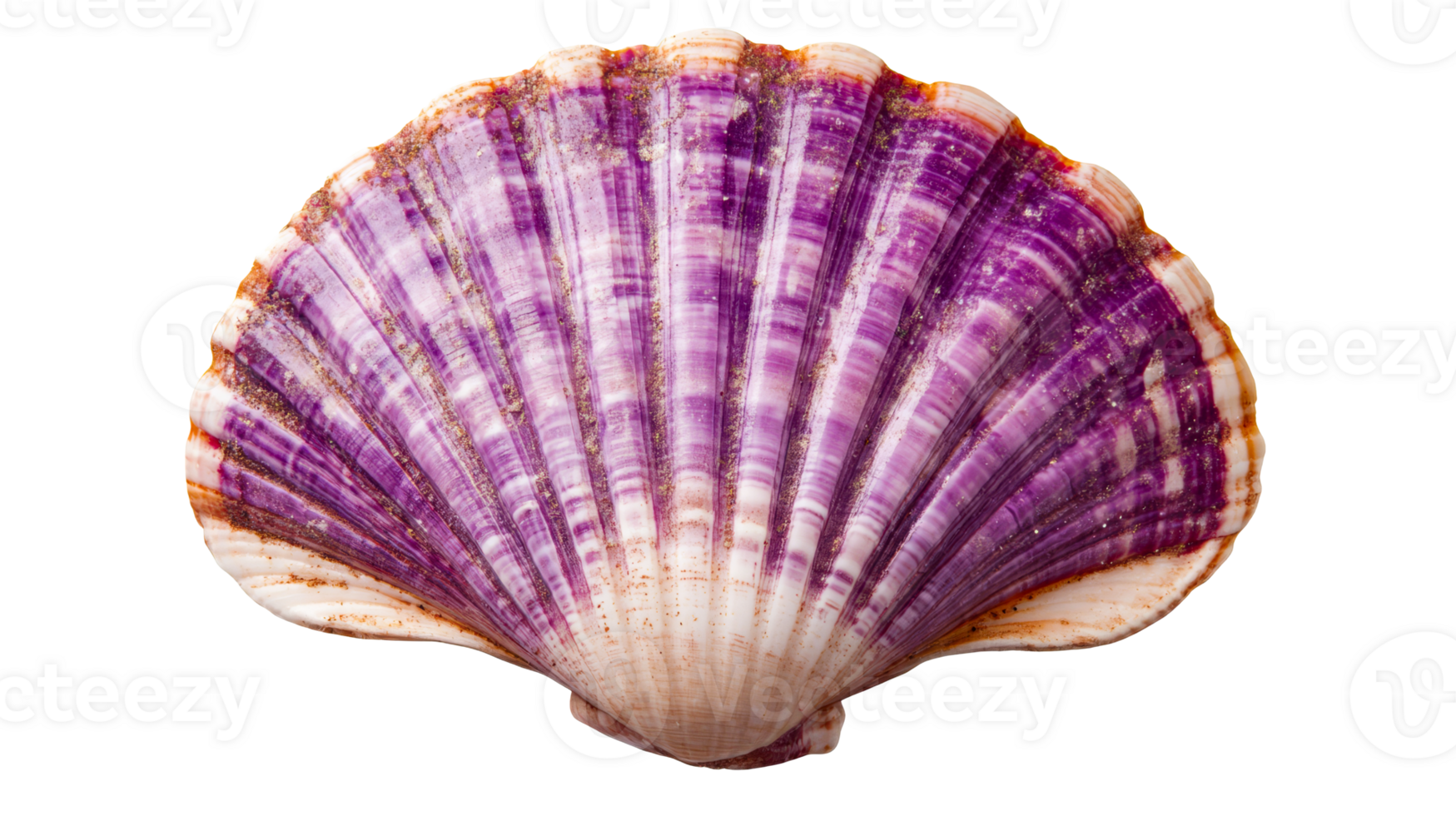 Isolated clam shell showcasing purple shades, cut out transparent png