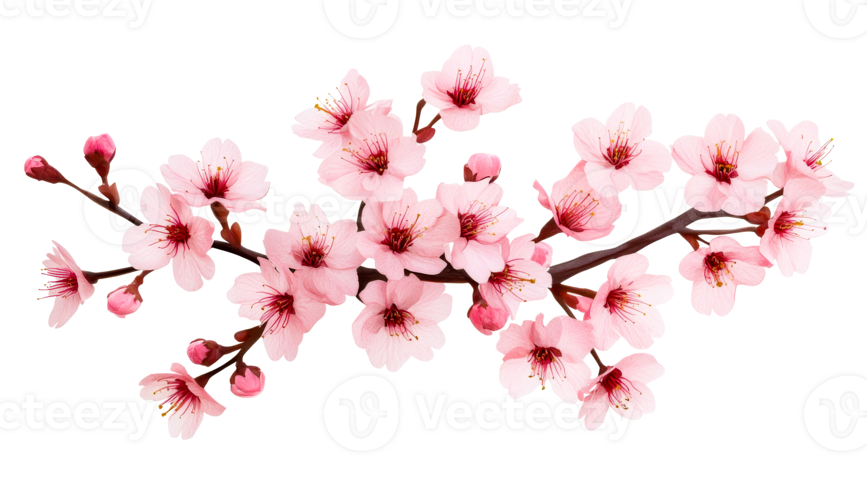 Pink blossoms on branch, spring flower, isolated floral cutout transparent png
