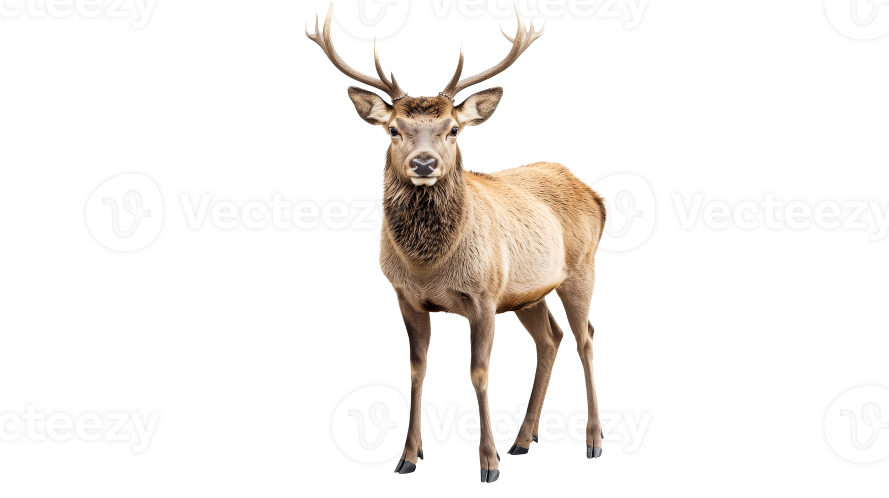 Red Deer stag standing alert in studio, cut out transparent png