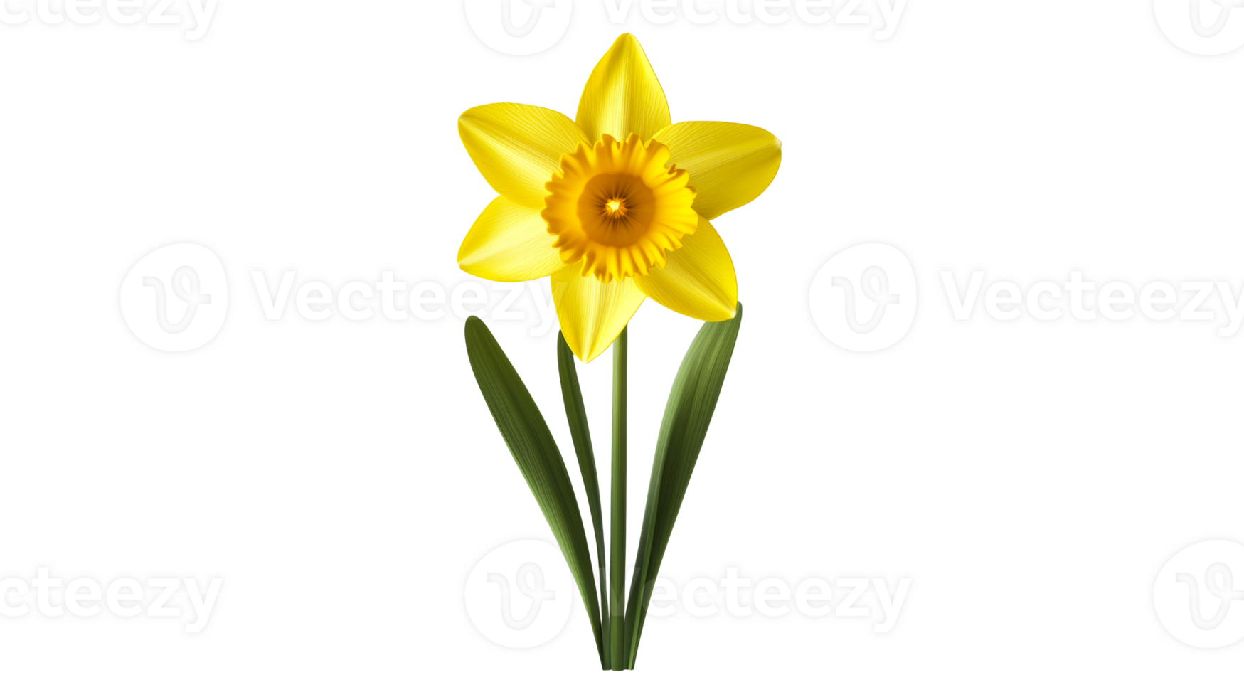 Yellow daffodil flower on a black background, cut out transparent png