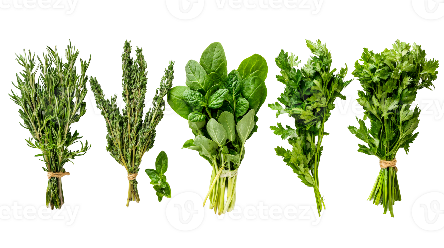 Herbs assortment on black background in studio, cut out transparent png