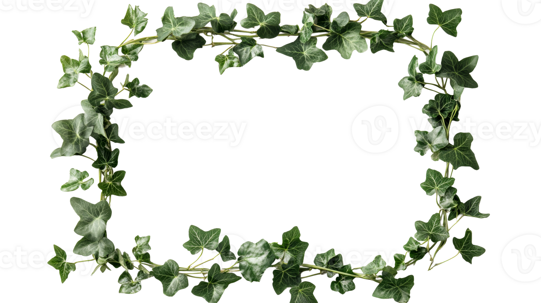 Ivy frame on a black backdrop, botanical border, decoration, cut out transparent png