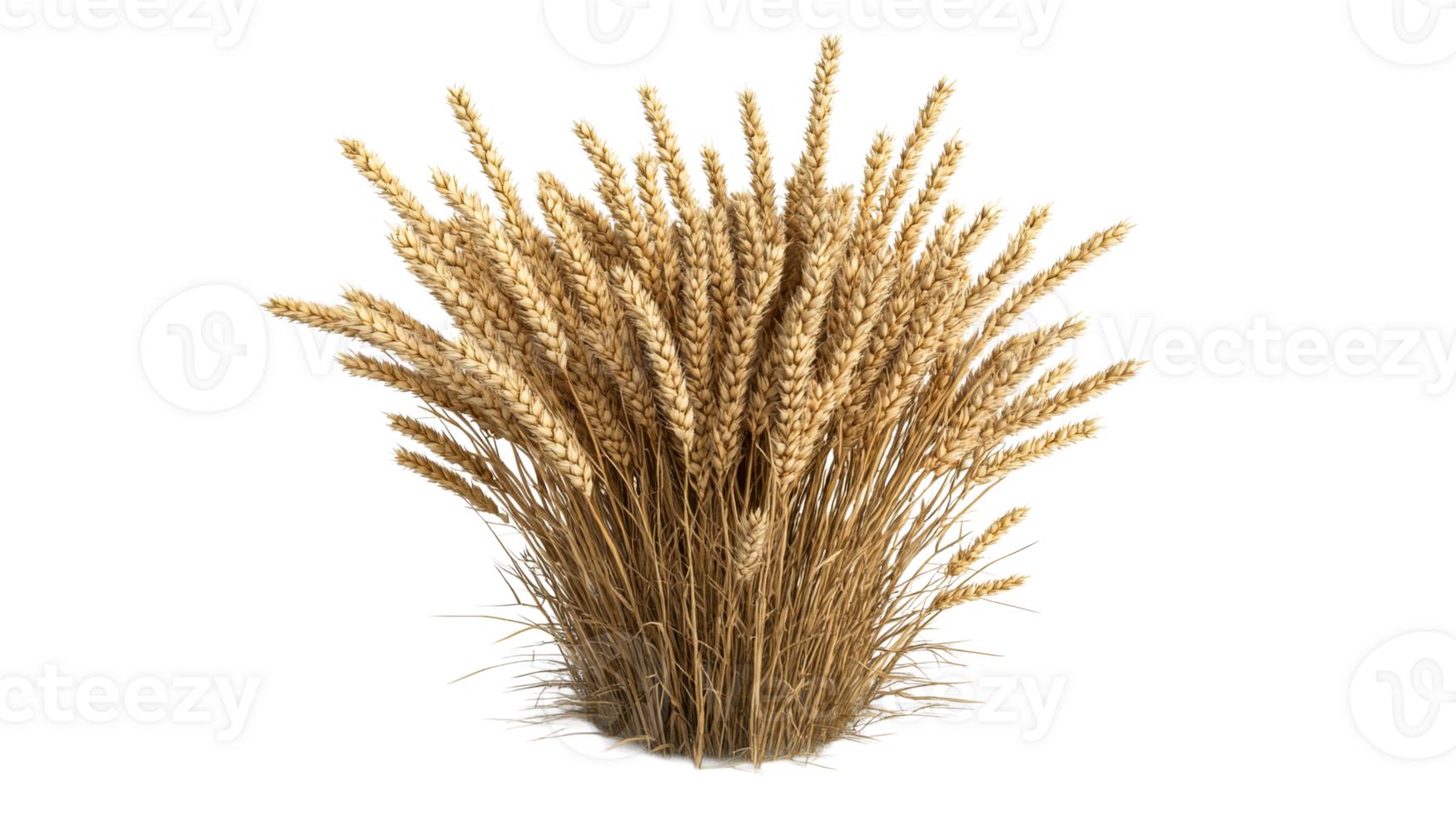 Bundle of golden wheat for harvest festival display, cut out transparent png