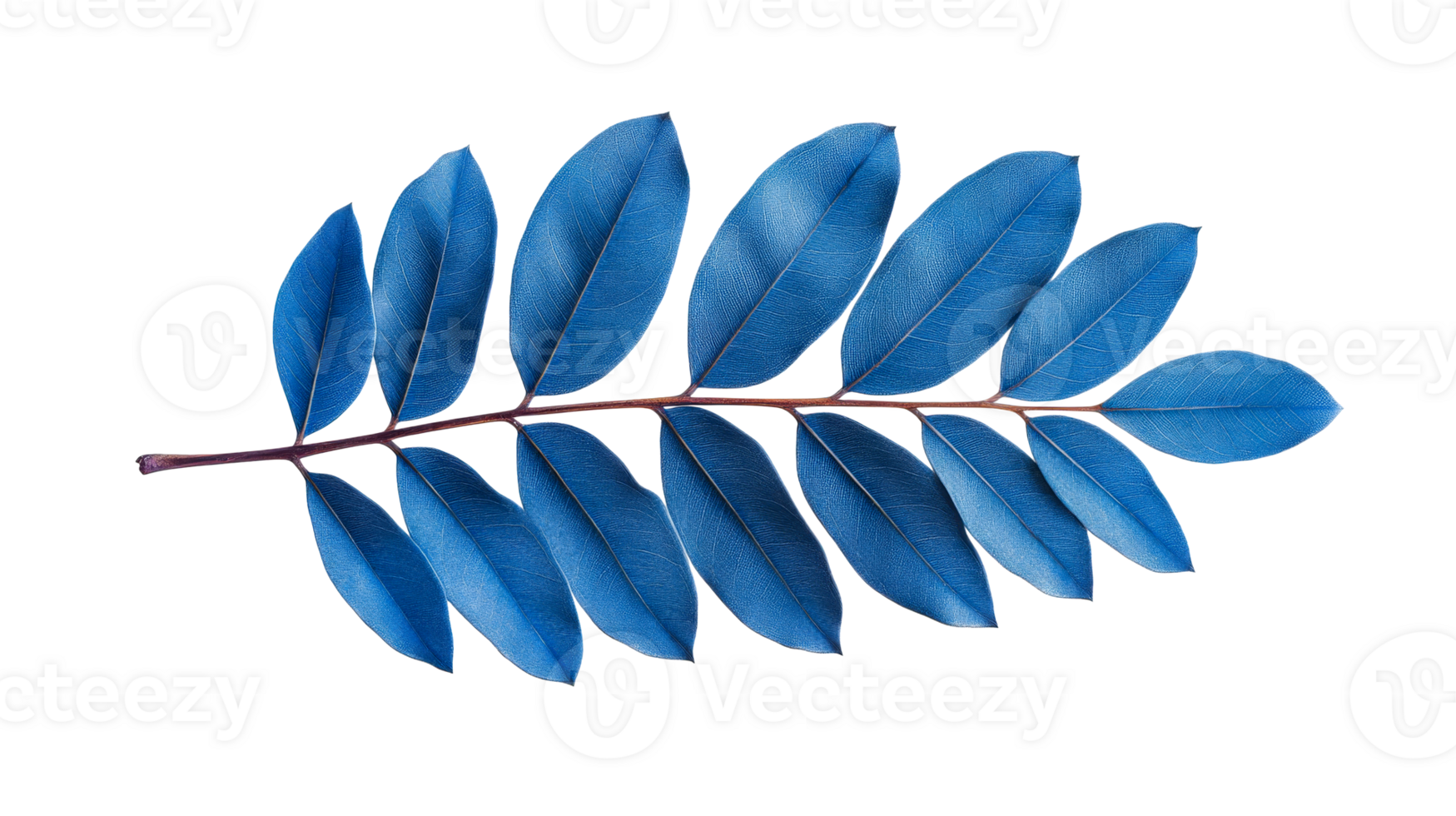 Blue Leafy Branch Elegance against Black Backdrop, cut out transparent png