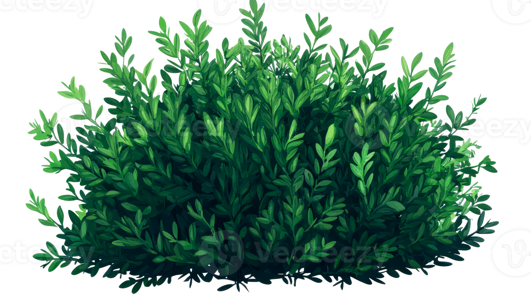 Lush green foliage bush plant, detailed drawing, isolated shape, cut out transparent png