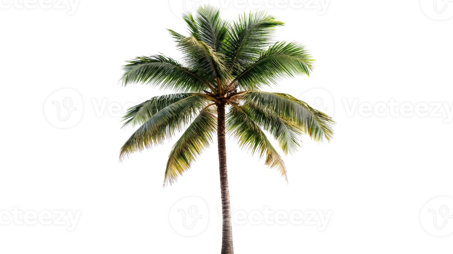Isolated Tropical Coconut Palm Tree Against Black Background, cut out transparent png