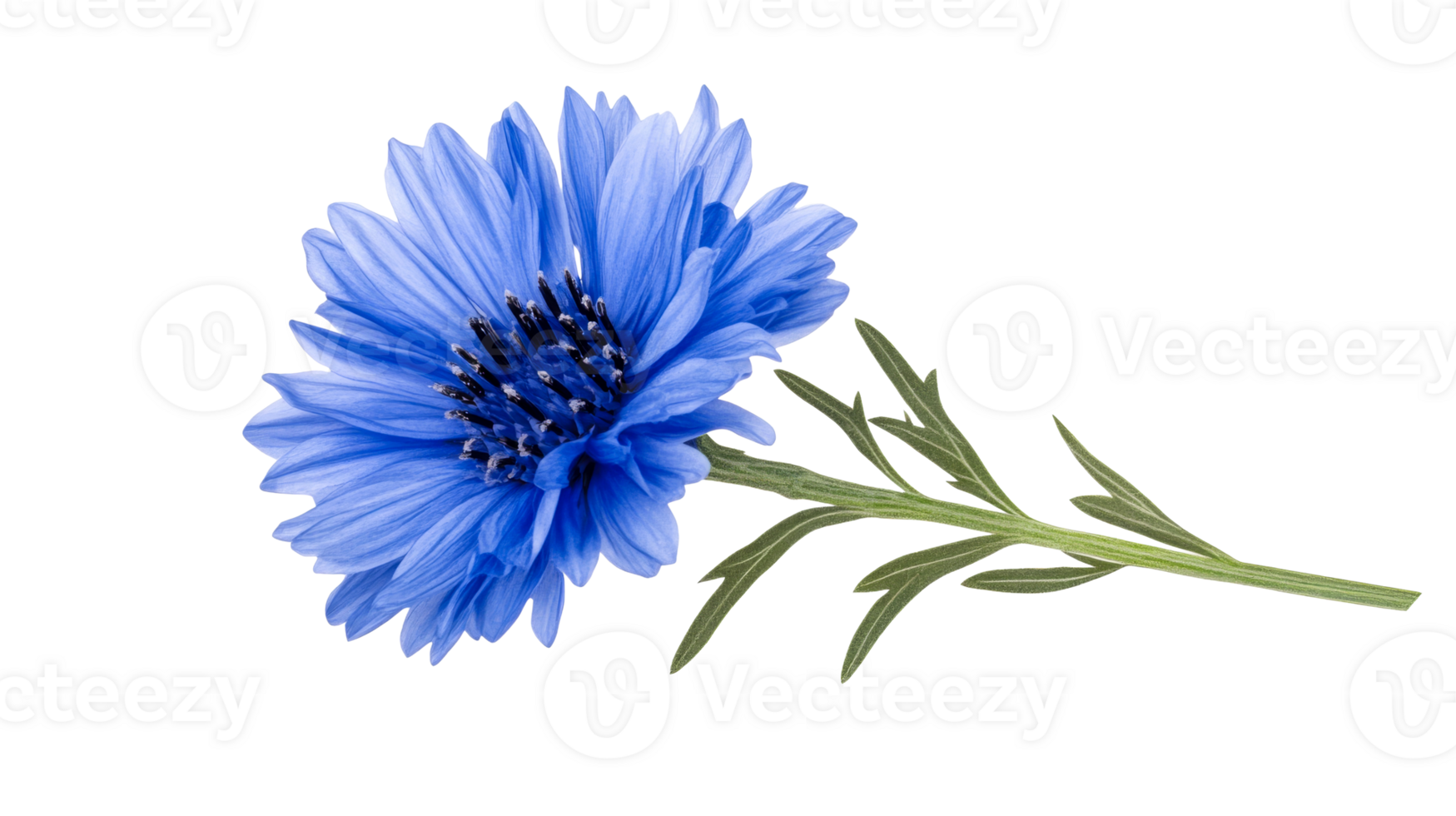 Blue cornflower flower blossom with stem, cut out transparent png