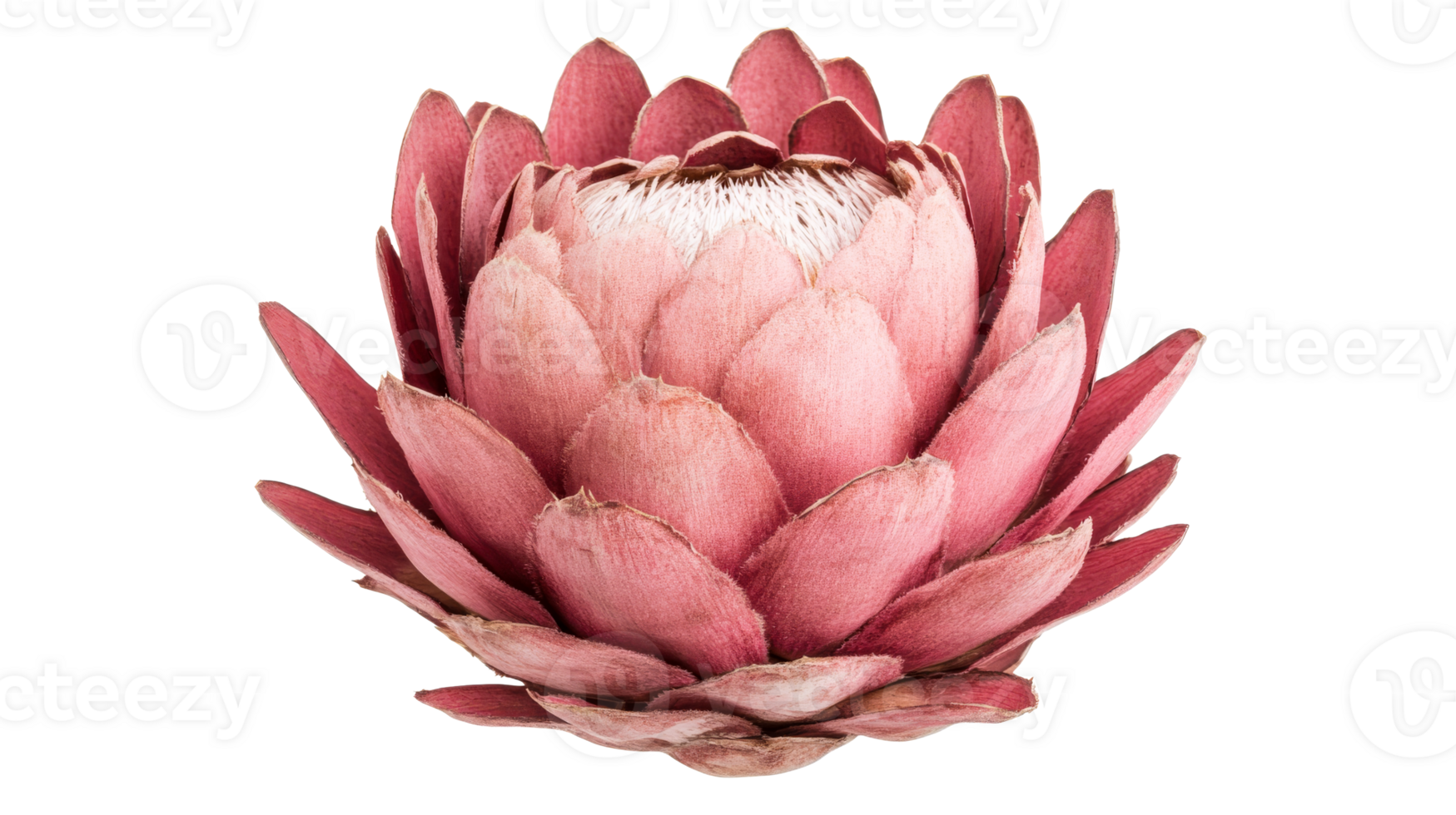 Pink protea flower with soft petals, isolated botanical bloom, cut out transparent png