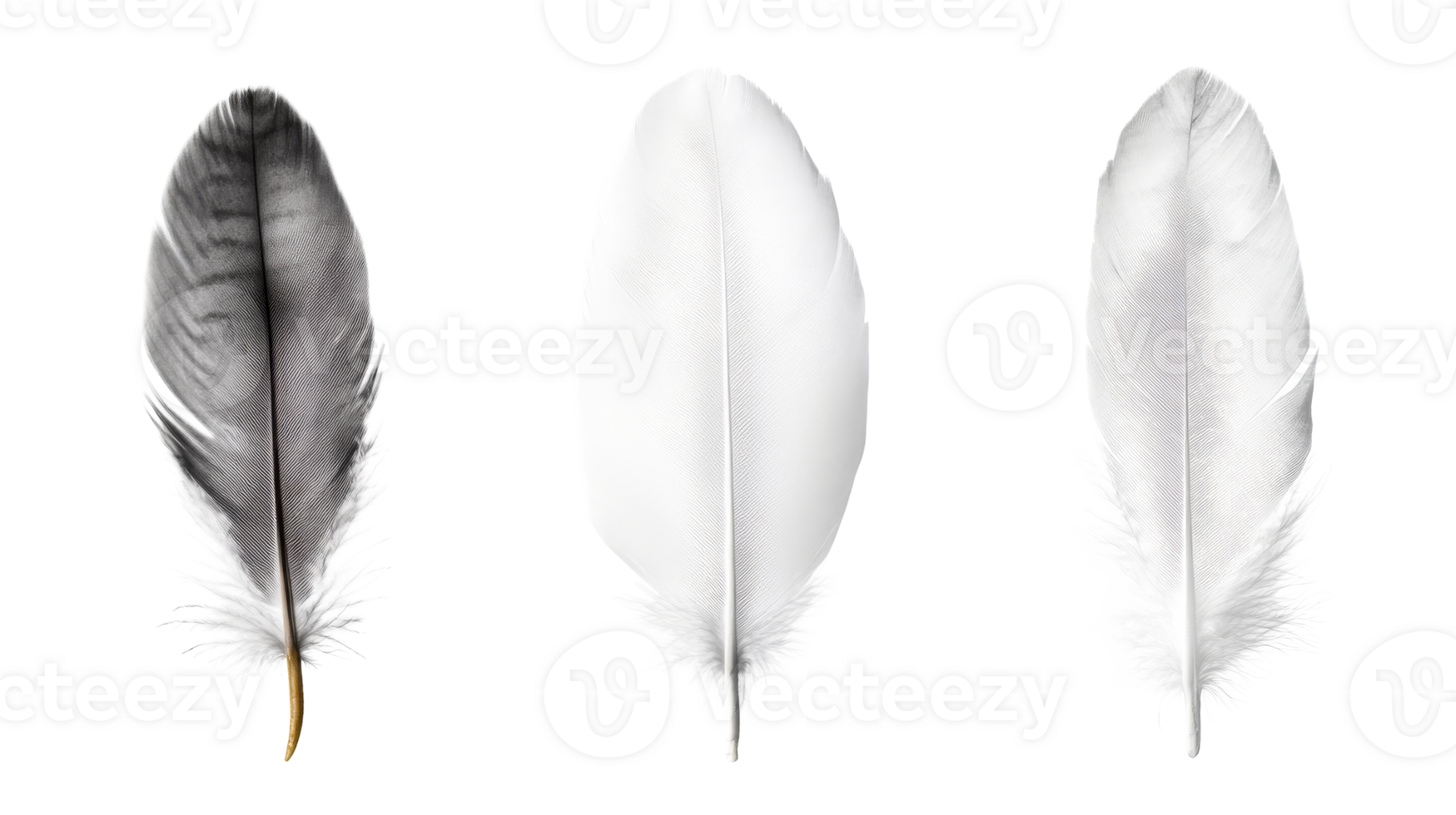 Feathers of different shades, isolated avian plumage, cut out transparent png