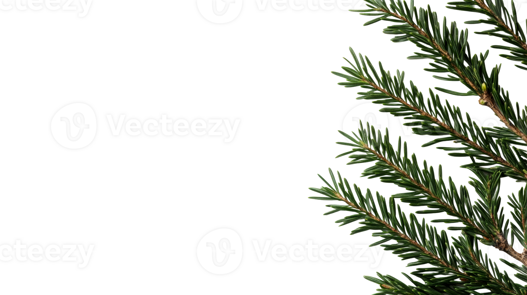 Fir branches on black background, cut out transparent png